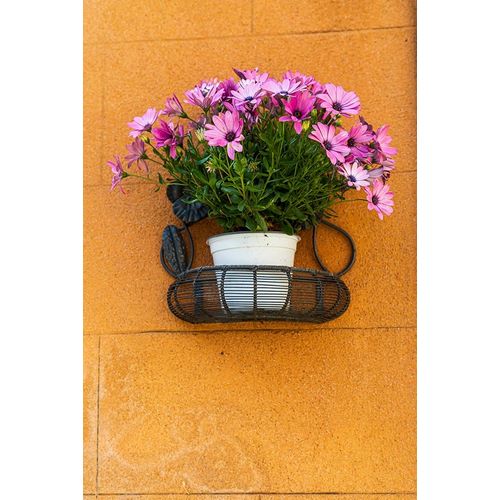 Trapani Province-Erice A pot of African Daisy flowers on wall in the ancient hill town of Erice